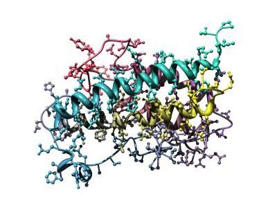 Zaujímavosti o ľudskom rastovom hormóne hgh je peptidový hormón pozostávajúci z 191 aminokyselín a jeho molekulová hmotnosť je 22 125 daltonov. Nazýva sa aj somatotropín.