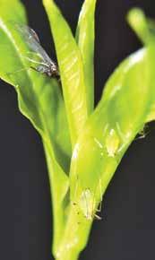 Vo vlhkom ročníku je dobre odolná proti prerastaniu a vďaka dobrému prezimovaniu a celkovej flexibilite je vhodná aj do okrajových oblastí pestovania. Vyššie dávky dusíka sú neefektívne.