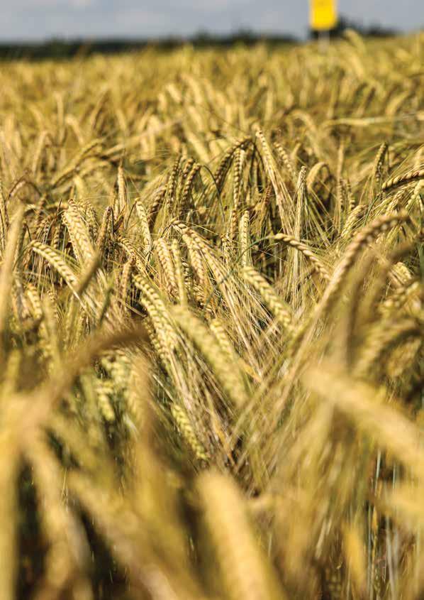 októbra JAČMEŇ SIATY - OZIMNÝ HANNELORE Nízky vzrast, vysoké úrody Je stredne neskorý dvojradový ozimný jačmeň s vynikajúcou kvalitou zrna a vysokou HTZ.