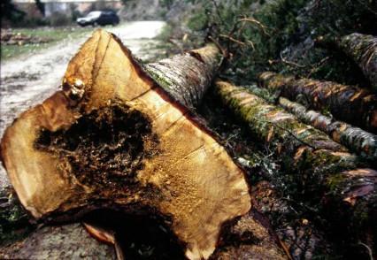 pne čerstvo zoťatých stromov alebo rany na obnažených koreňoch (Redfern et