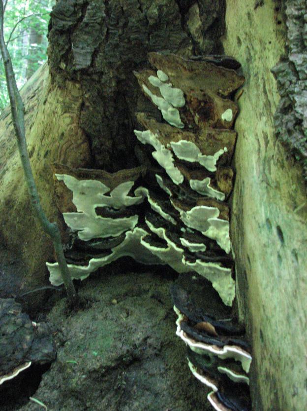 Koreňovka hostitelia Preferencia hostiteľa nie je striktná Vyskytuje sa na viac ako 200 druhoch prevažne ihličnatých drevín Korhonen et Stenlid 1998).