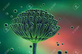 . tvorí malé spóry v obrovských počtoch masívne sa uvoľňujúce do ovzdušia vstupnou bránou infekcie je