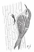 TO 1-6 STRANA - 0 naše poklady kresba: autor Kôrovník krátkoprstý (Certhia brachydactyla) Veľkosť vtáčika je 1 cm, rozpätie krídel: 1 cm, váha: 10 g. Samička je rovnako sfarbená ako samček.