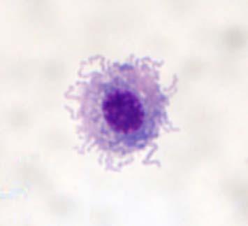Dendritické bunky DC v nelymfatických periférnych tkanivách Langerhansove bb.