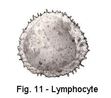 lymfocyty