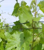 Povolený je pre ekologické pestovanie aj vo vinohradoch, kde je nasadený Typhlodromus pyri a to s maximálnou koncentráciou 0,6 %. Všetky prípravky sa aplikujú na začiatku pučania, ako umývací postrek.