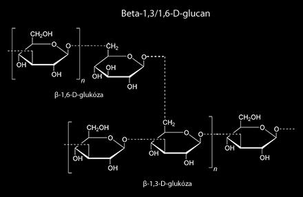 Hubové polysacharidy heterogénna skupina látok bunková stena húb: 5 hlavných zložiek - β1-3 D glukan, β 1-6 D glukan, α 1-3 D glukan, chitín,