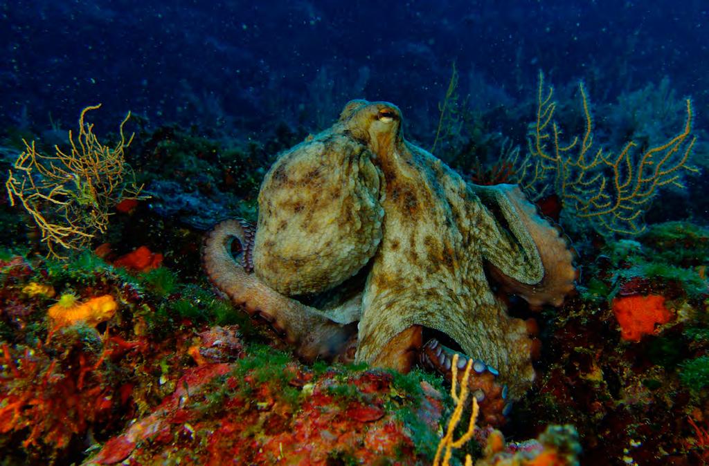 Common octopus/octopus vulgaris/croatia - Brac Island november 2019 Pi So Ne Po Ut St Št Pi So Ne Po Ut St Št Pi So Ne Po Ut St Št Pi So Ne Po Ut St Št Pi So 1 2 3 4 5 6 7 8 9 10 11 12 13 14 15 16 17
