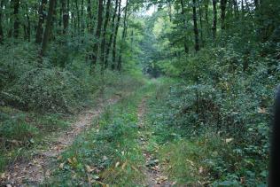 Sieť lesných ciest Existujúca lesná cesta je pokračovaním poľnej cesty PC-18, ktorá ide lesným komplexom Veľký háj (foto 145 a 146) v južnom okraji