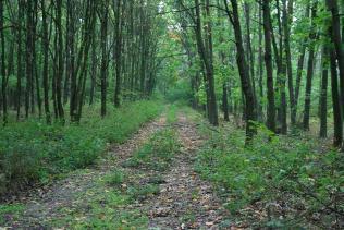 Lesná cesta je obyvateľmi obce málo využívaná, je nespevnená zatrávnená v úrovni terénu.