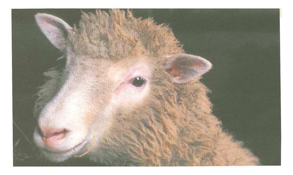 Obrázok č. 1: Ovca Dolly (Zdroj: SNUSTAD, SIMMONS, 2009) Ovca Dolly bola prvým úspešne naklonovaným cicavcom.