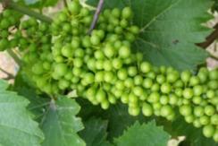 Polyversum 0,15-0,3 kg Polyversum s účinnou látkou Pythium oligandum účinkuje proti plesni sivej aj peronospóre viniča. Dodržať návod výrobcu.