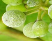 viniča 5l (0,5%) Aplikovať hlavne pri silnom ohrození listov viniča. Nulová ochranná doba. AQ 10 35-50 gramov Bio-ochrana proti múčnatke.