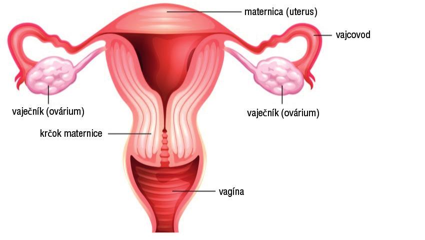 Anatómia ženských reprodukčných orgánov Vnútorné reprodukčné orgány u ženy zahŕňajú: Vagínu (pôrodný kanál) Uterus (maternicu) Vajcovody (trubice, ktoré vedú ku každému vaječníku) Vaječníky (malé