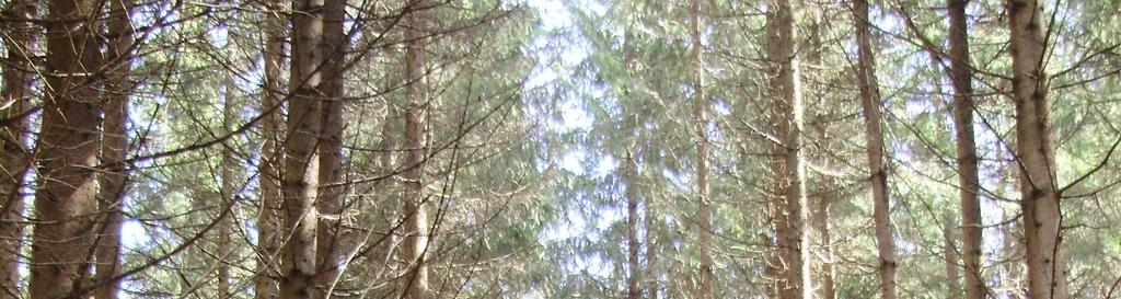 na plochách boli obhospodarovateľom lesa vyznačené cieľové stromy a tiež vyznačená a vykonaná úrovňová prebierka smerovaná v prospech cieľových