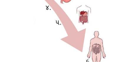 systém Pľúca Srdce a cievy Pečeň Obličky Tráviaca sústava Reprodukčné orgány SYSTÉMOVÝ