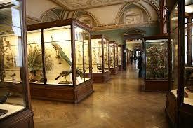 Prírodovedecké múzeum Viedeň Od 11.00 hod do 14.30 hod prehliadka jedného z najznámejších múzeí sveta. Uchováva takmer 20 miliónov objektov a niektoré zbierky sú 250 rokov staré.
