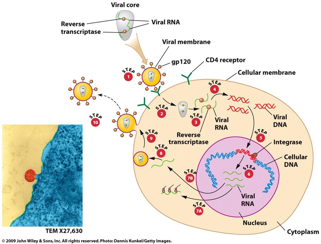 Životný cyklus retrovírusov Analógy báz ako liečivá (AZT, ddc,