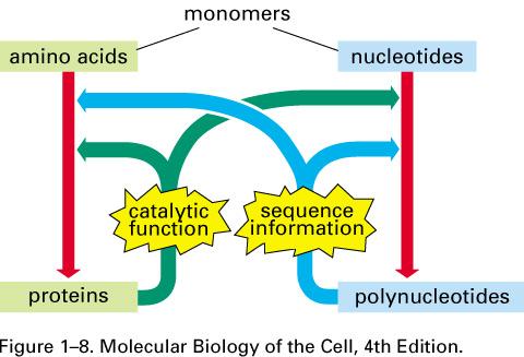 Deľba práce medzi proteínmi a polynukleotidmi monoméry