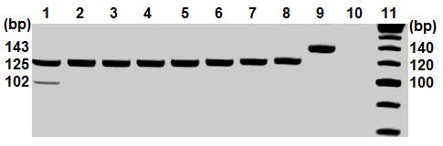 Genotypizácia APOE je založená na metóde PCR, pri ktorej sa amplifikuje fragment s dĺžkou 227 bp, ktorý sa po následnej RFLP analýze štiepi pomocou Hha I na špecifické fragmenty.