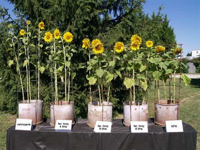 Zo všetkých variantov pokus najvyšší obsah tuku sa zistil v semene slnečnice dopestovanej na variante kde bolo aplikovaných až 8 t.ha -1 fermentovaného hnoja.