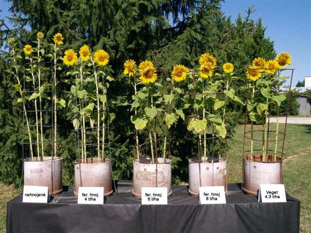 Obr. 8 Vplyv fermentovaného hnoja a Vegetu na výšku porastu a veľkosť úborov slnečnice ročnej (foto Kováčik, 2007) Variant 1 najvyšší, neskoro kvitne,