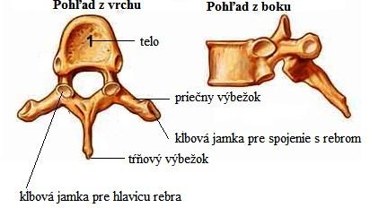 Stavce, tvoriace chrbticu, majú dve hlavné časti telo (corpus vertebrae) a stavcový oblúk (arcus vertebrae).