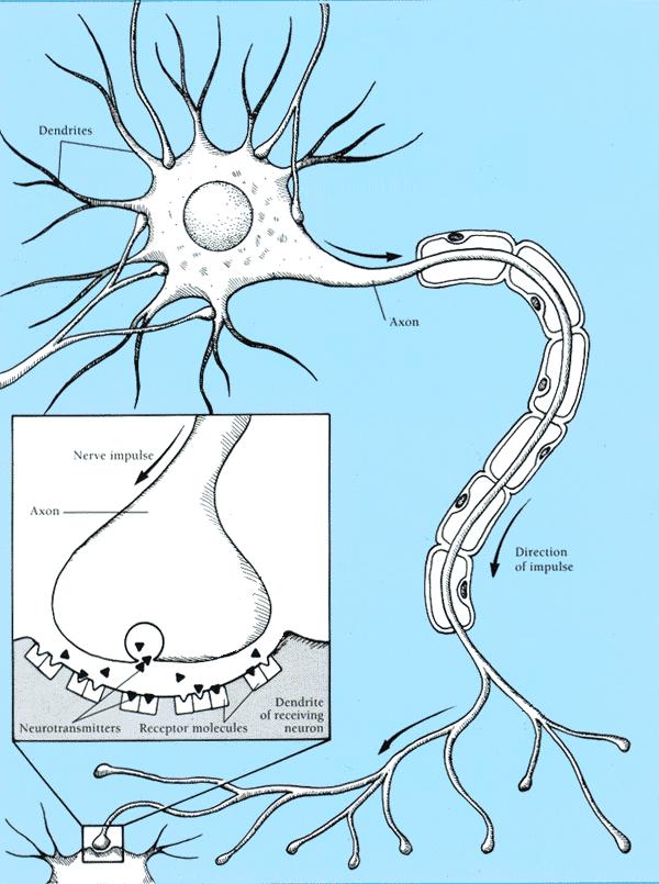 exitačné vstupy soma neurónu x x n x n+ x m y axón - výstup dendritický vstupn ý systém inhibičné vstupy Aktivita logického neurónu je jednotková, ak vnútorný potenciál neurónu definovaný ako rozdiel