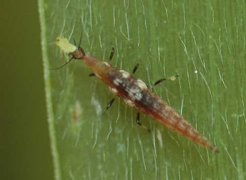 Araneae, Acari, Dermaptera, Thysanoptera,