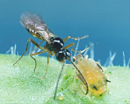 Hymenoptera pomáhajú regulovať škodcov (Edwards