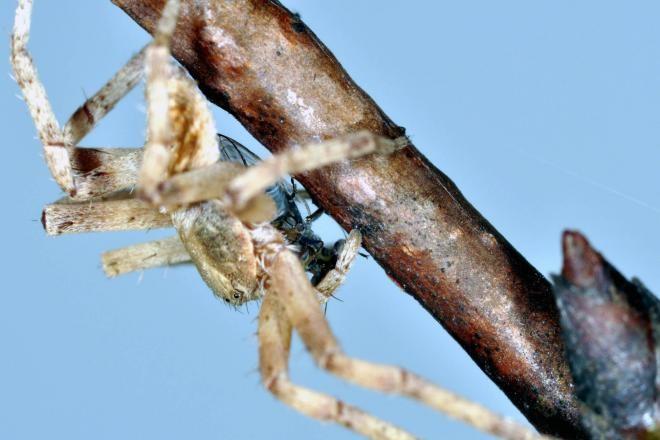 Závery pavúky aktívne v zime sú doležitý prirodzený nepriatelia zvýšenie ich početnosti vedie k