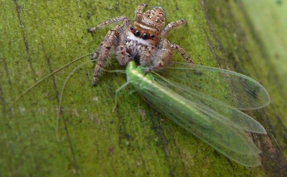Pavúky jako bioagens majú vysokú funkčnú, ale slabú numerickú odpoveď na škodcov sú generalisti - lovia hojnú