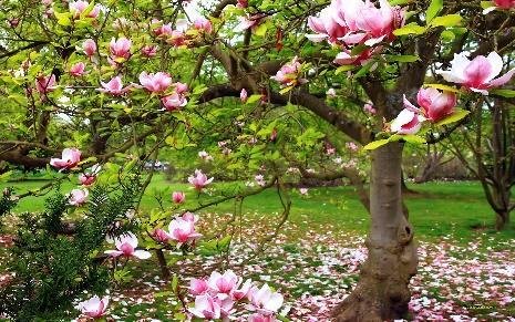Druhy magnólii magnólia ľaliokvetá jedlá (Magnolia x soulangeana) - U nás