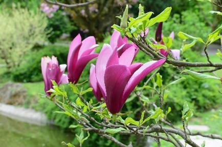 Tento kríženec ( Magnolia liliiflora x Magnolia denudata ) môže dorastať až