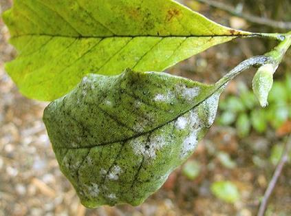 Zelená škvrnitosť listov Je spôsobená druhom parazitárnych rias Cephaleuros virescens, ktoré sa šíria dažďom, vytvárajú veľký problém na viac ako 200 druhov rastlín, najmä na rastlinách rastúcich v