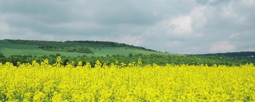 KATALÓG OSÍV REPKY OZIMNEJ 2019 Viete, že slovenskí a českí poľnohospodári pestujú repku najčastejšie od spoločnosti Limagrain?