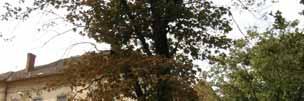 Acer saccharinum je rýchlorastúci strom, avšak krátkoveký so strednedobou perspektívou.