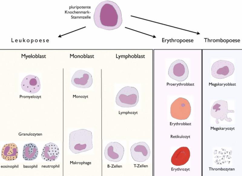 Vývoj červených krviniek (erytrocytov) Unipotentné bunky kostnej drene, tzv "erytropoetín senzitývne bunky" (ERC) sa vyvíjajú do erytrocytov cez jednotlivé medzistupne: 1. proerythroblast 2.
