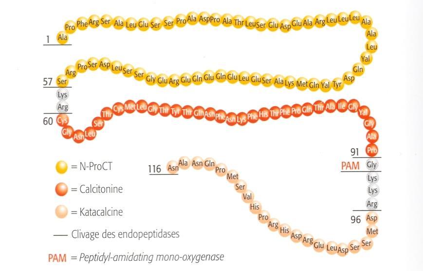 PCT prekurzor calcitonínu vyjadrený génom CALC-1 umiestnenom na 11 chromozóme.