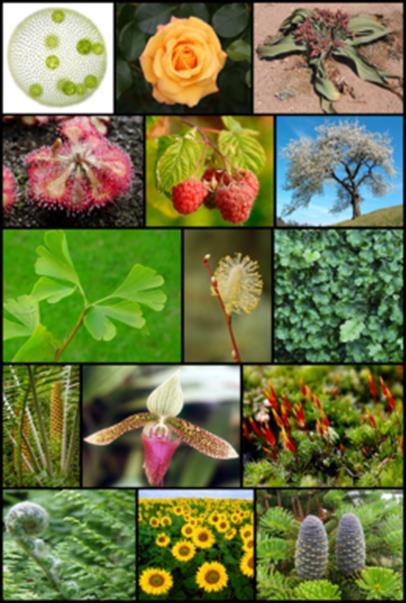 Rastliny Za rastliny (Plantae,Vegetabilia) sa spravidla považujú eukariotické organizmy, ktoré majú primárne (na rozdiel od živočíchov a húb) autotrofný spôsob výživy.