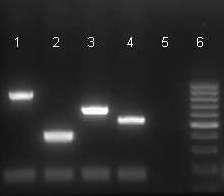 metódy Multiplex PCR