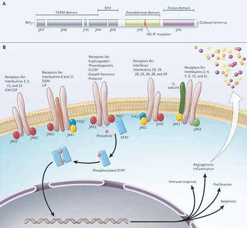 377 Obrázok 1. Signálna dráha JAK-STAT (6) Transmembránové R pre cytokíny, rastové faktory EPO, TPO, G-CSF, interferón nemajú vnútornú kinázovú aktivitu.