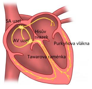 1 FYZIOLÓGIA SRDCA 1.1 Anatómia a funkčnosť Srdce je orgán, ktorý vykonáva nepretržitú mechanickú prácu už od tretieho prenatálneho týždňa do konca života.