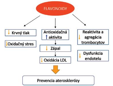 Obr. 2. Prehľad účinku flavonoidov na prevenciu oxidačného stresu a aterosklerózy Štúdium protektívnych účinkov prírodných flavonoidov realizujeme jednak rutinne používanými metódami (napr.