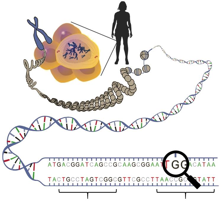 Chromozóm Bunky Telo (50 biliónov buniek) DNA-dvojitá závitnica Gén laktózy(lct) A= zdravý G = riziko DNA je v podstate genetický kód teda stavebný plán ľudského tela.