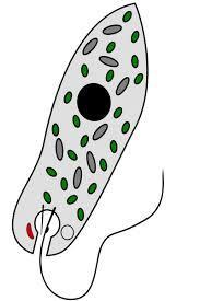 Vodné rastliny Význam: - produkujú kyslík - potrava pre živočíchy Druhy vodných rastlín: Planktón mikroorganizmy vznášajúce sa vo vode bunky obsahujú zelené farbivo - chlorofyl, (fotosyntéza) Riasy
