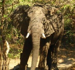 Prípad slona afrického síce nie je priamo porovnateľný s touto situáciou, ale poukazuje na potrebu komunikovať s miestnou komunitou a vysvetliť jej hodnotu ochrany prírodného dedičstva v jej okolí.
