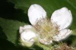 Ostružinník křovitý Rubus