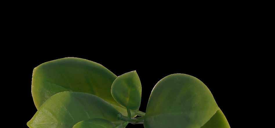 Kyselina hyalurónová a Aloe vera dodáva pleti potrebnú vláčnosť a vlhkosť.
