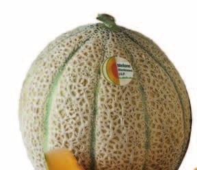 MELONI Melone retato I.